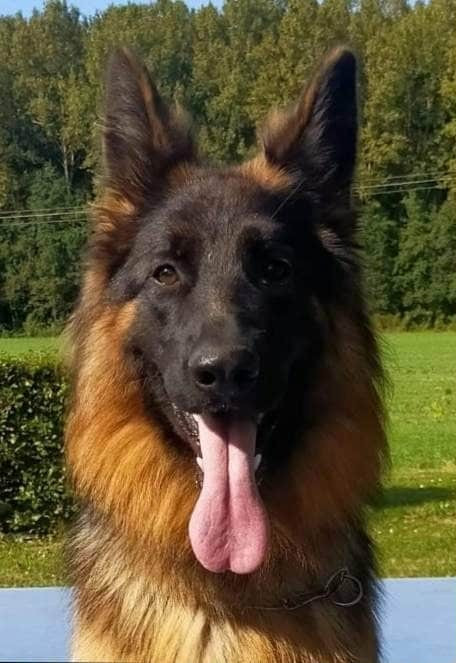 Rhéa du Val de Bern