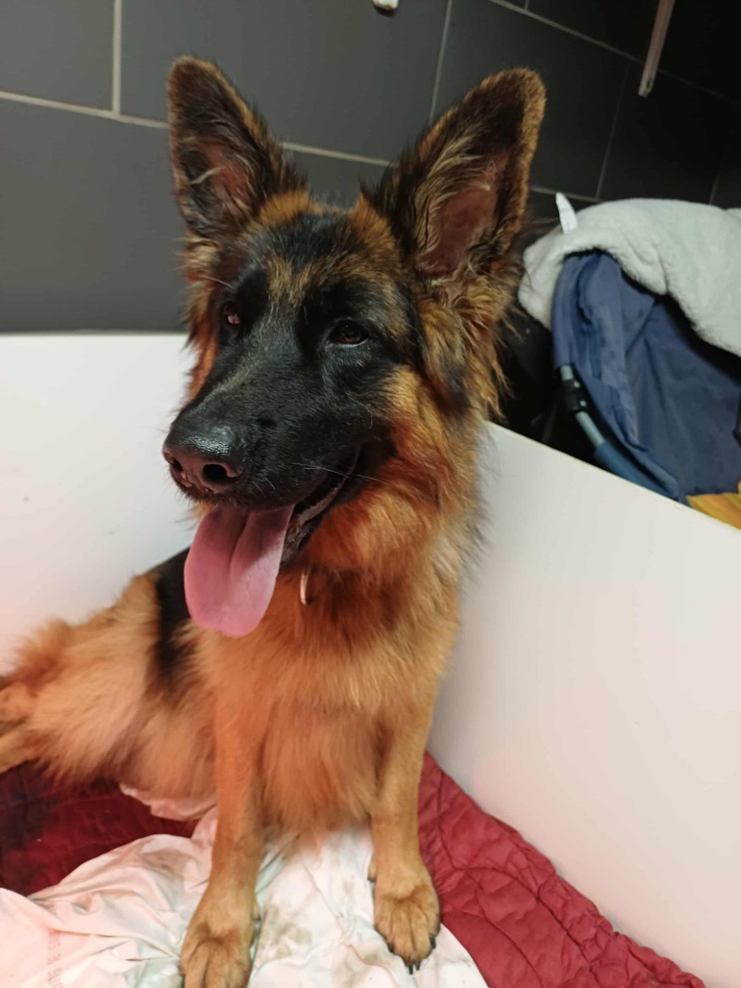 Vestas de la Roche Clotilde