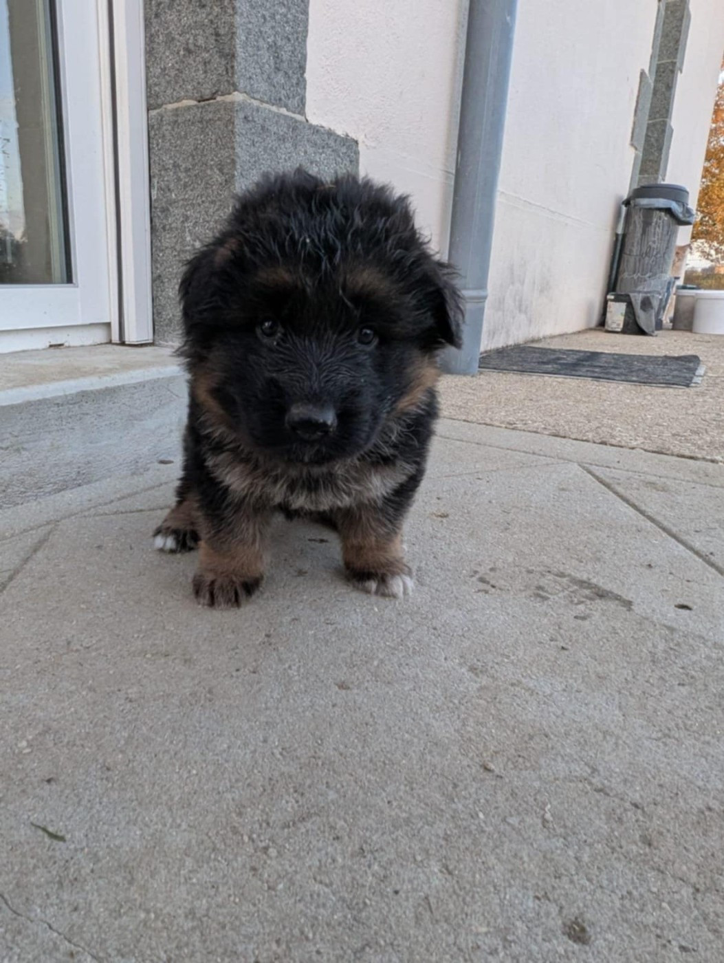 Le Val De Ma Rhea-lité - Chiots disponibles - Berger Allemand Poil Long