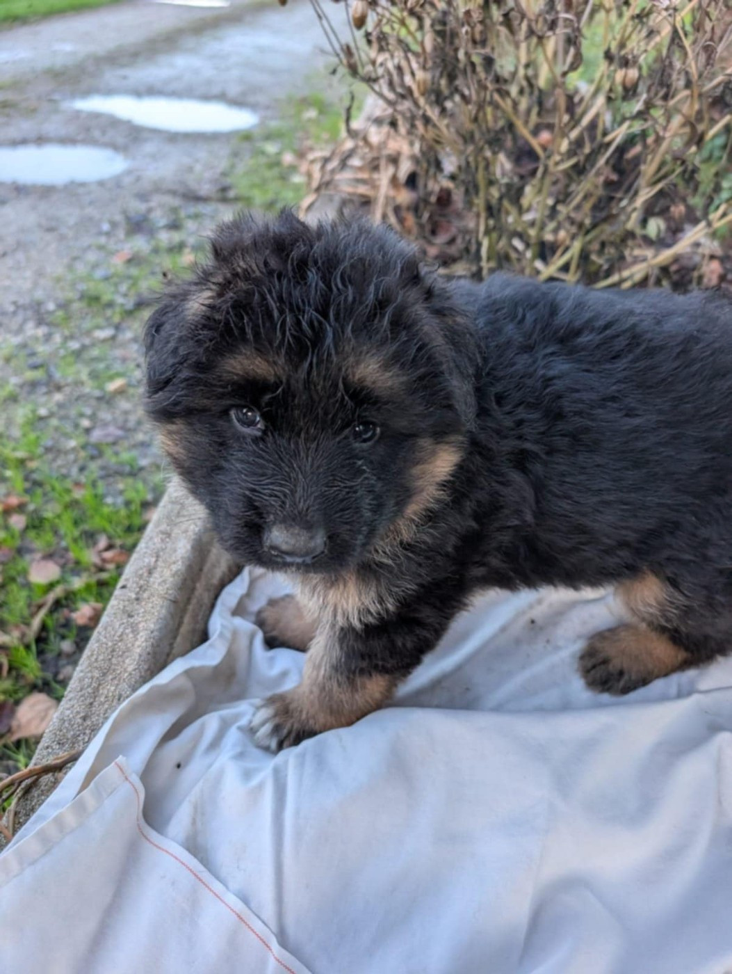 Le Val De Ma Rhea-lité - Chiots disponibles - Berger Allemand Poil Long