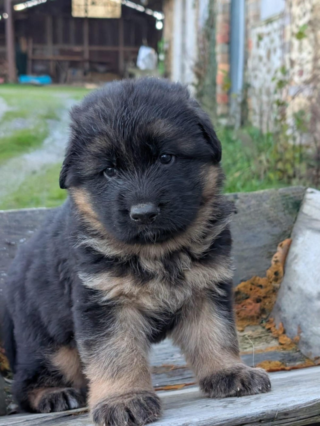 Le Val De Ma Rhea-lité - Chiots disponibles - Berger Allemand Poil Long