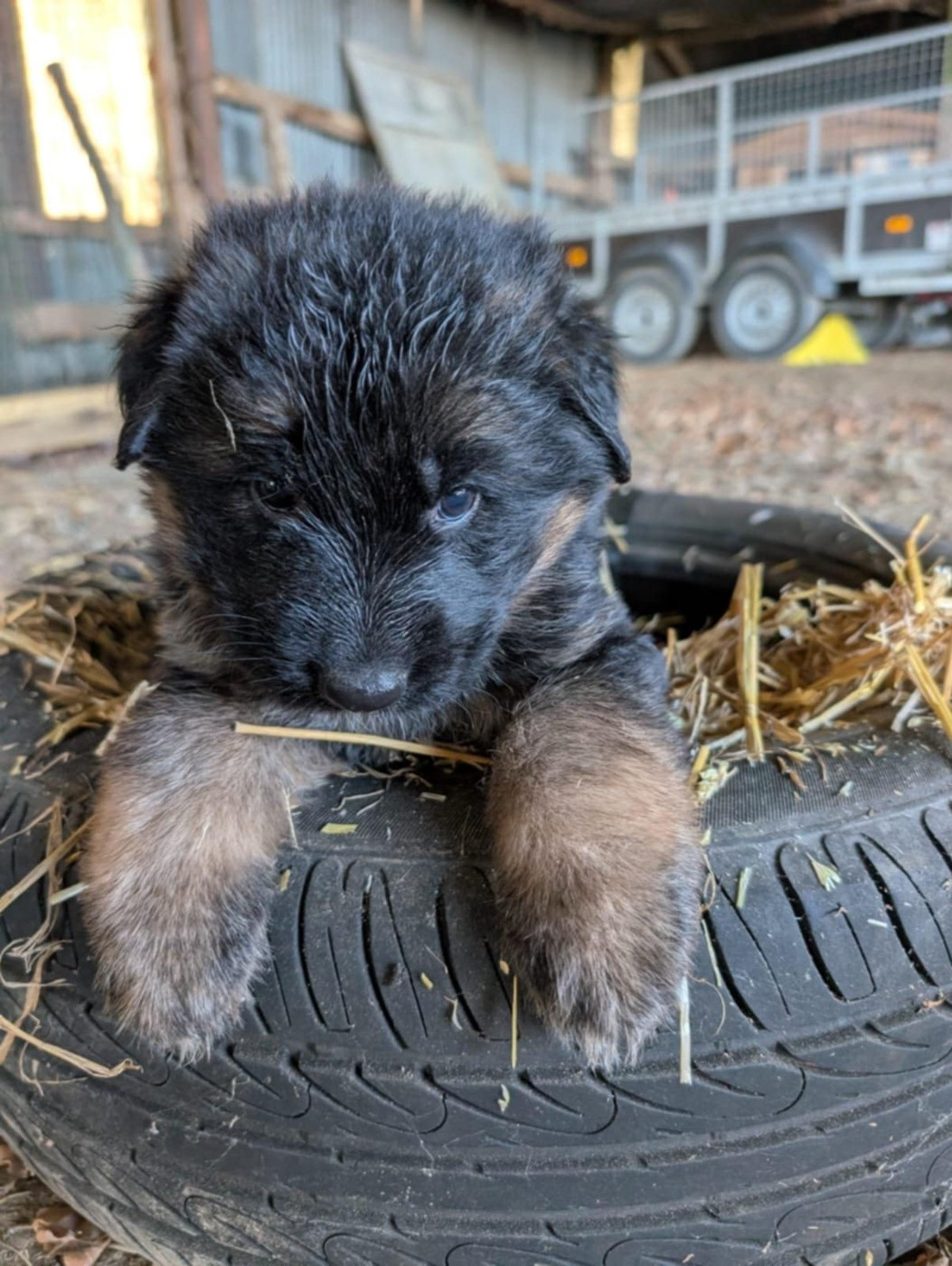Le Val De Ma Rhea-lité - Chiots disponibles - Berger Allemand Poil Long