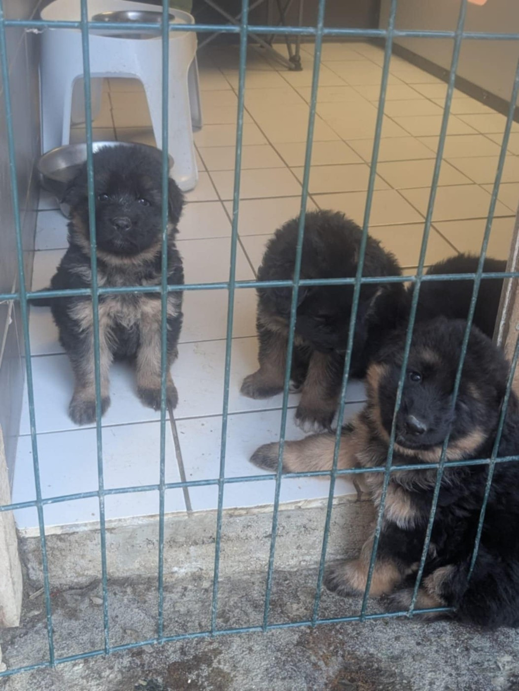 Le Val De Ma Rhea-lité - Berger Allemand Poil Long - Portée née le 31/10/2025